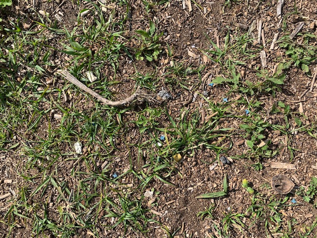 マイクロプラスチック